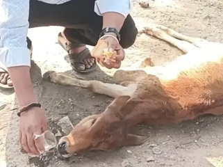 कुत्तों के काटने से तड़प रहा था बछड़ा, मुस्लिम भाइयों ने बचाई जान