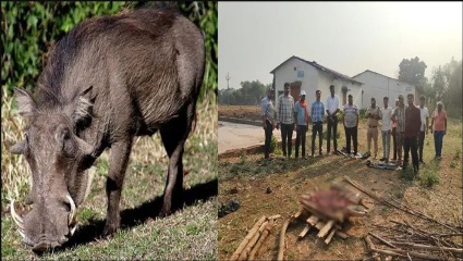 जंगली सूअर के मांस की बिक्री सूचना पर वन विभाग की रेड, ग्रामीण पकड़ा गया