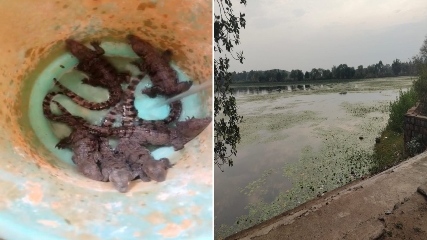 तालाब से नन्हे मगरमच्छों का रेस्क्यू, दहशत में थे ग्रामीण