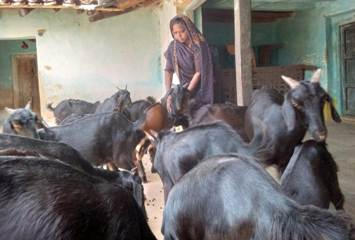 आत्मविश्वास, मेहनत और बिहान का साथ, मीरा सिंह ने बकरी पालन से लिखी सफलता की नई कहानी