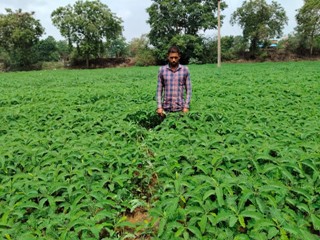 हरी खाद (ढैंचा) से संवर रही खेतों की सेहत, टिकाऊ खेती की ओर बढ़ रहे किसान