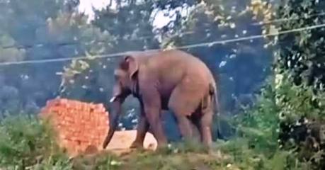 गजराज का आंतक : जान बचाकर भाग रही महिला पर किया हमला, इलाज के दौरान मौत