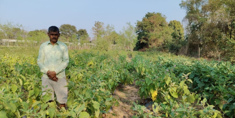 धान से ग्राफ्टेड बैंगन तक बदली किसान कंदर्प नायक की तकदीर