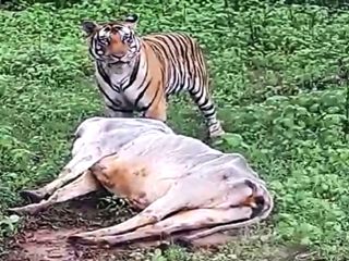 मोहला-मानपुर में फिर बाघ की दहशत, खेत में बैल पर हमला कर उतारा मौत के घाट; वनकर्मियों से भी हुआ आमना-सामना
