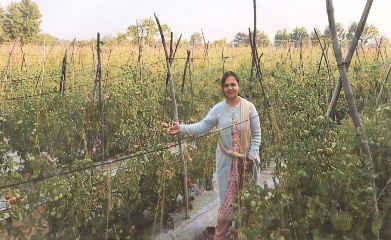 टमाटर की खेती से भारती की बढ़ी आमदनी