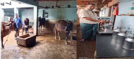 शासकीय योजना और वैज्ञानिक तकनीक से अंगेश्वर कुर्रे बने डेयरी उद्यमिता की मिसाल
