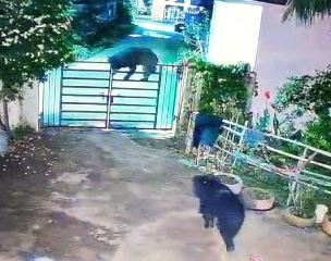 भालुओं का आतंक जारी: घर का मेन गेट पार करते CCTV में हुए कैद, लोगों में दहशत का माहौल