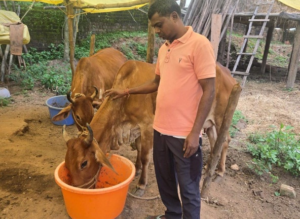 नस्ल सुधार ने बदली किसान विनोद की किस्मत, घर की बछिया बनी आर्थिक समृद्धि का आधार