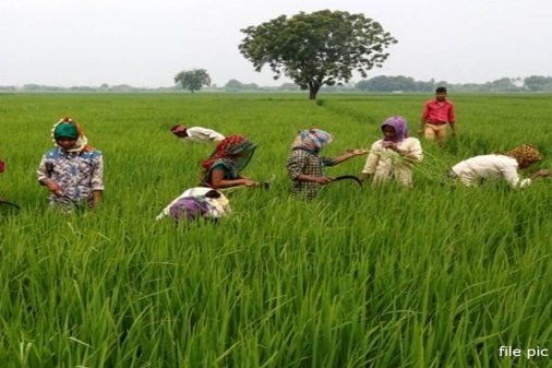 छत्तीसगढ़ में लक्ष्य का 99 प्रतिशत बोनी पूर्ण