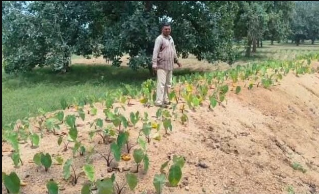 सफलता की कहानी- समेकित खेती से संवरी केकराखोली की तस्वीर