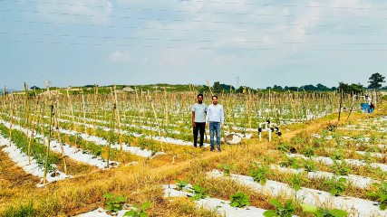 उद्यानिकी विभाग की योजनाओं से छत्रपाल सिंह कंवर ने संवारी खेती, सालाना आय बढ़कर 4-5 लाख रुपये तक पहुंची
