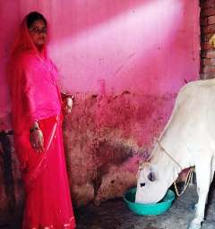 सक्षम योजना से बदली चंपा देवी की जिंदगी, चार गायों के सहारे बढ़ी आमदनी; पशुपालन बना आत्मनिर्भरता का आधार