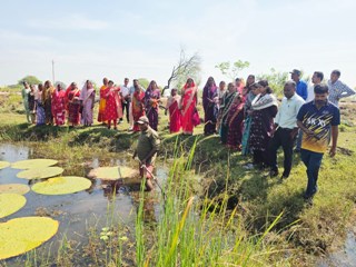 मखाना की खेती से आत्मनिर्भरता की ओर बढ़ रहीं धमतरी की महिलाएं
